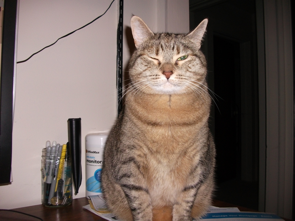 Tippie - North Carolina (all that follow are from NC - Tippie'll be 12 in 2019)